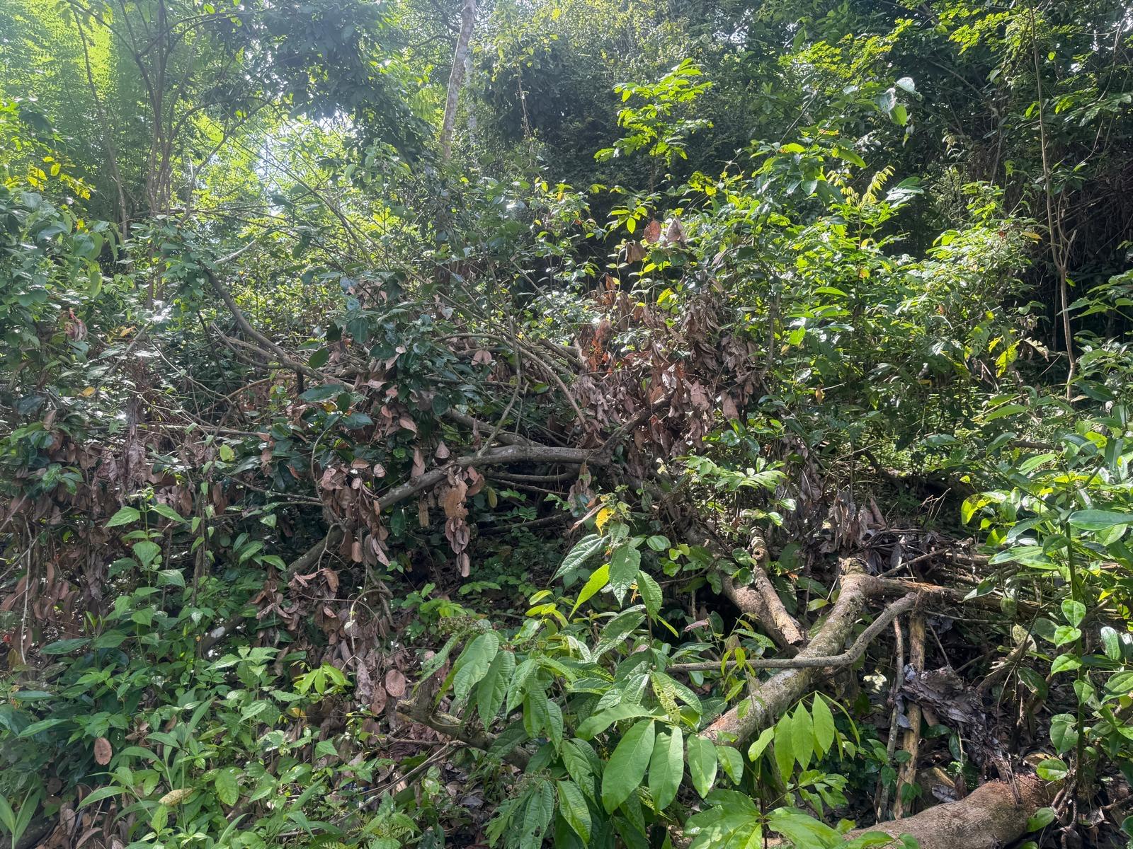 Land in Polwatumodara, Weligama