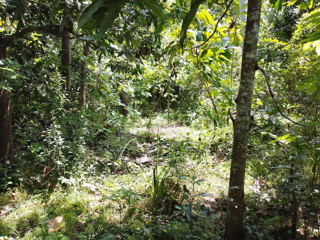 Beachside Land in Rekawa, Tangalle